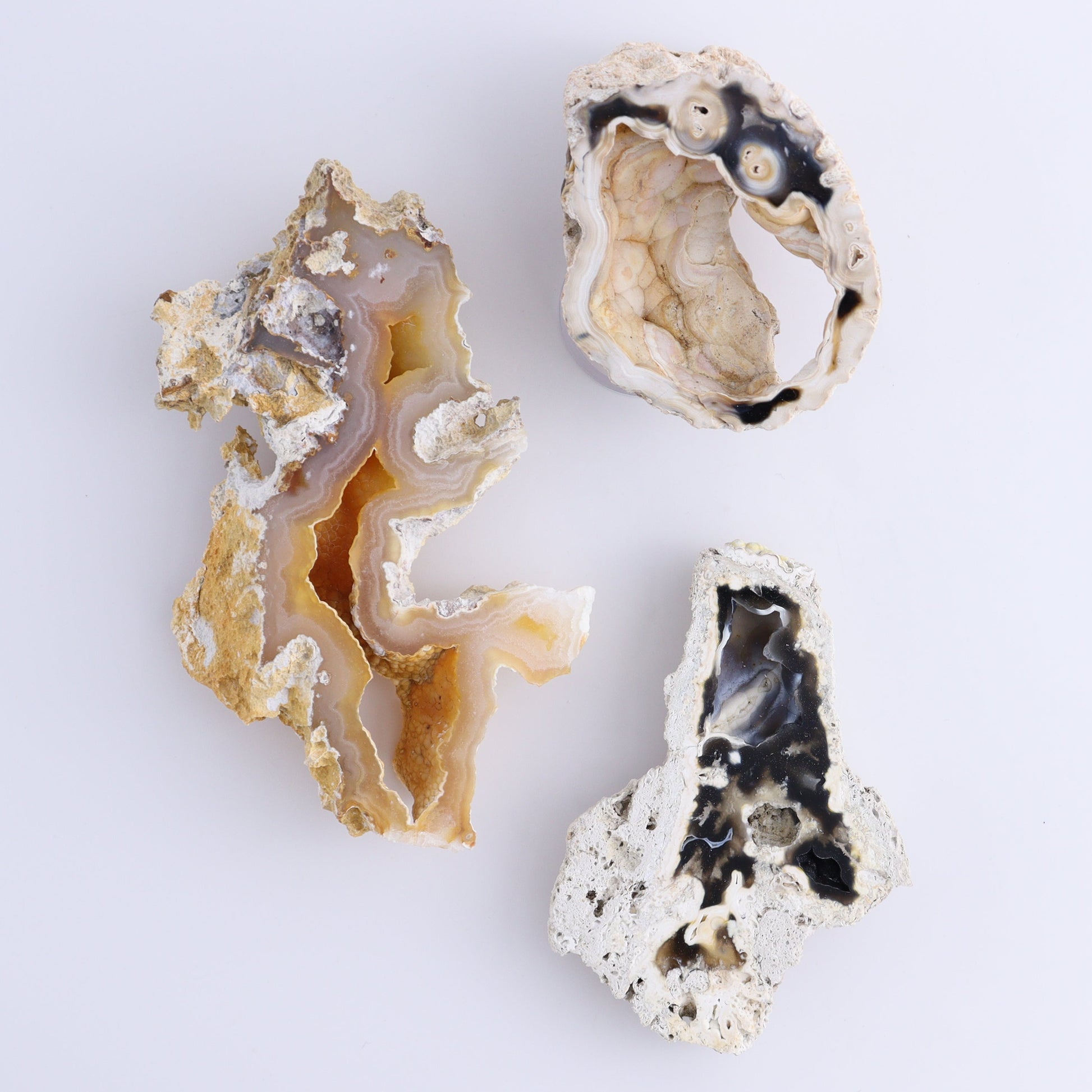 Agatized Coral Flat - Expert Wholesale and Supplier of Wholesale Crystals & Bulk Gemstones, ["Agate","Agatized Coral","Coral","United States"]