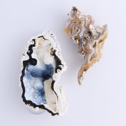 Agatized Coral Flat - Expert Wholesale and Supplier of Wholesale Crystals & Bulk Gemstones, ["Agate","Agatized Coral","Coral","United States"]