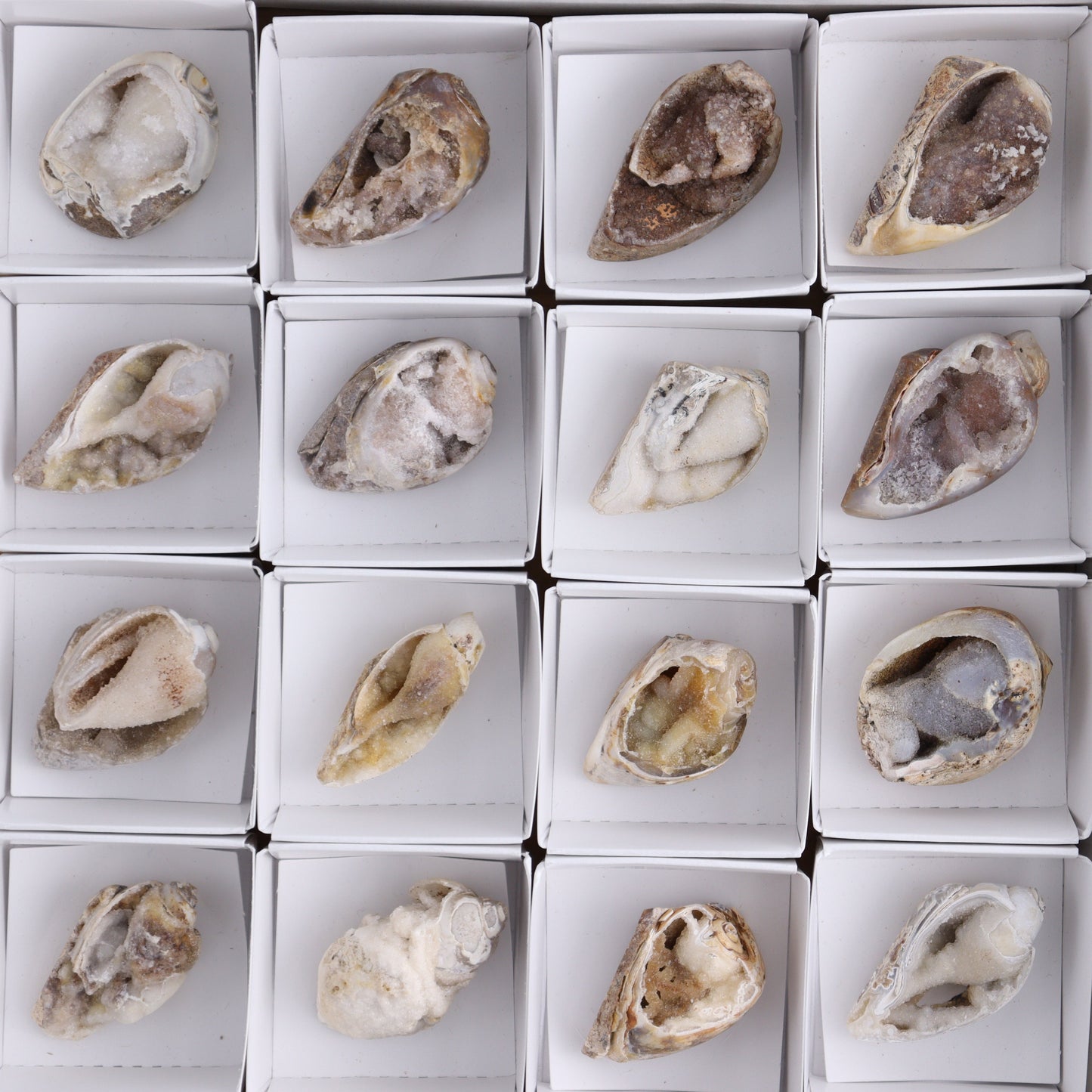 Crystalized Shells Set of 24 - Expert Wholesale and Supplier of Wholesale Crystals & Bulk Gemstones, ["Crystalized Shell","India","shell","shells"]