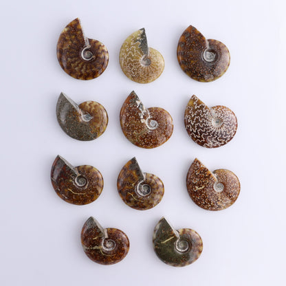 Ammonite Shells Set of 11 - Expert Wholesale and Supplier of Wholesale Crystals & Bulk Gemstones, ["Ammonite","shells"]