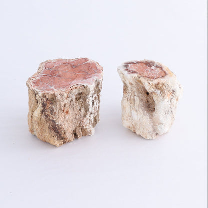 Petrified Wood Cut Bases Set of 10 - Expert Wholesale and Supplier of Wholesale Crystals & Bulk Gemstones, ["Cut Base","Petrified Wood"]