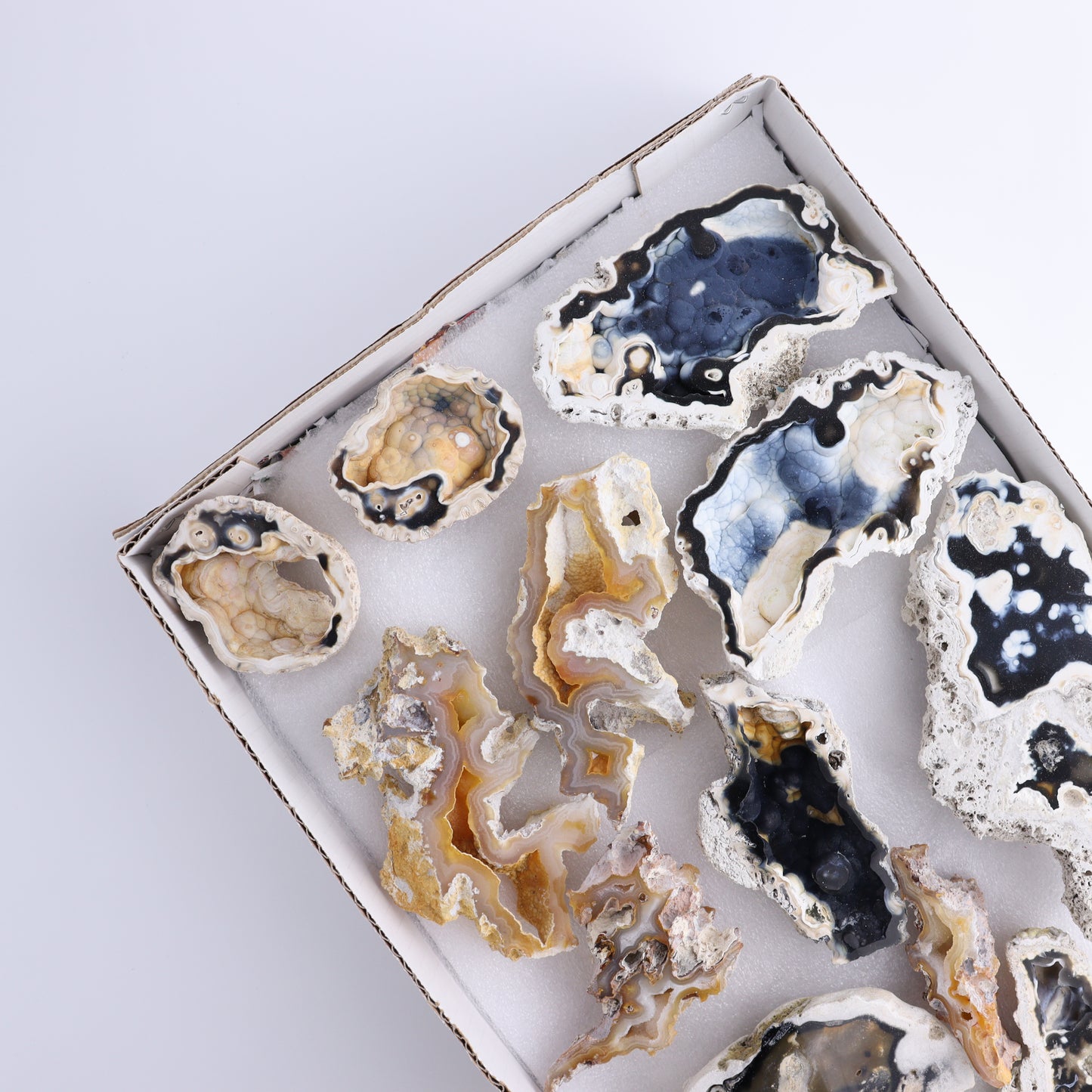 Agatized Coral Flat - Expert Wholesale and Supplier of Wholesale Crystals & Bulk Gemstones, ["Agate","Agatized Coral","Coral","United States"]