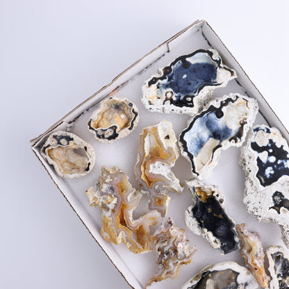 Agatized Coral Flat - Expert Wholesale and Supplier of Wholesale Crystals & Bulk Gemstones, ["Agate","Agatized Coral","Coral","United States"]