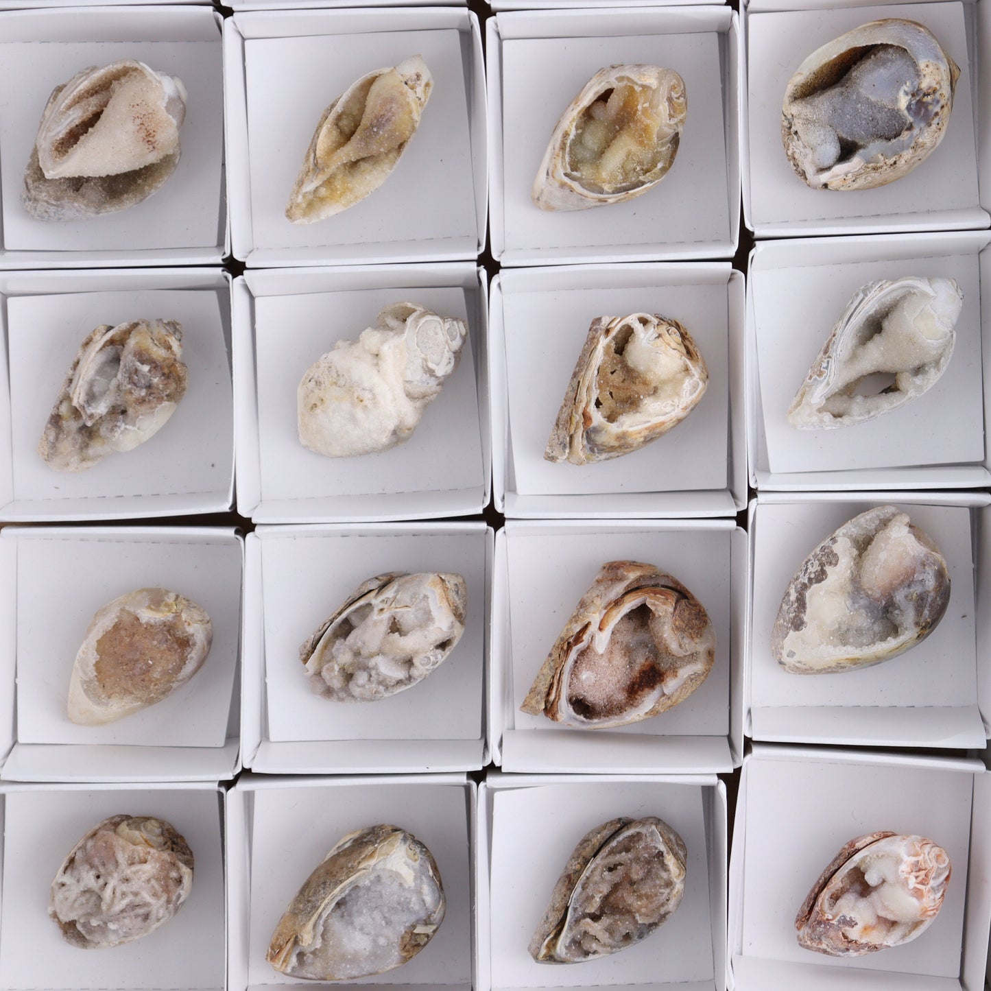 Crystalized Shells Set of 24 - Expert Wholesale and Supplier of Wholesale Crystals & Bulk Gemstones, ["Crystalized Shell","India","shell","shells"]