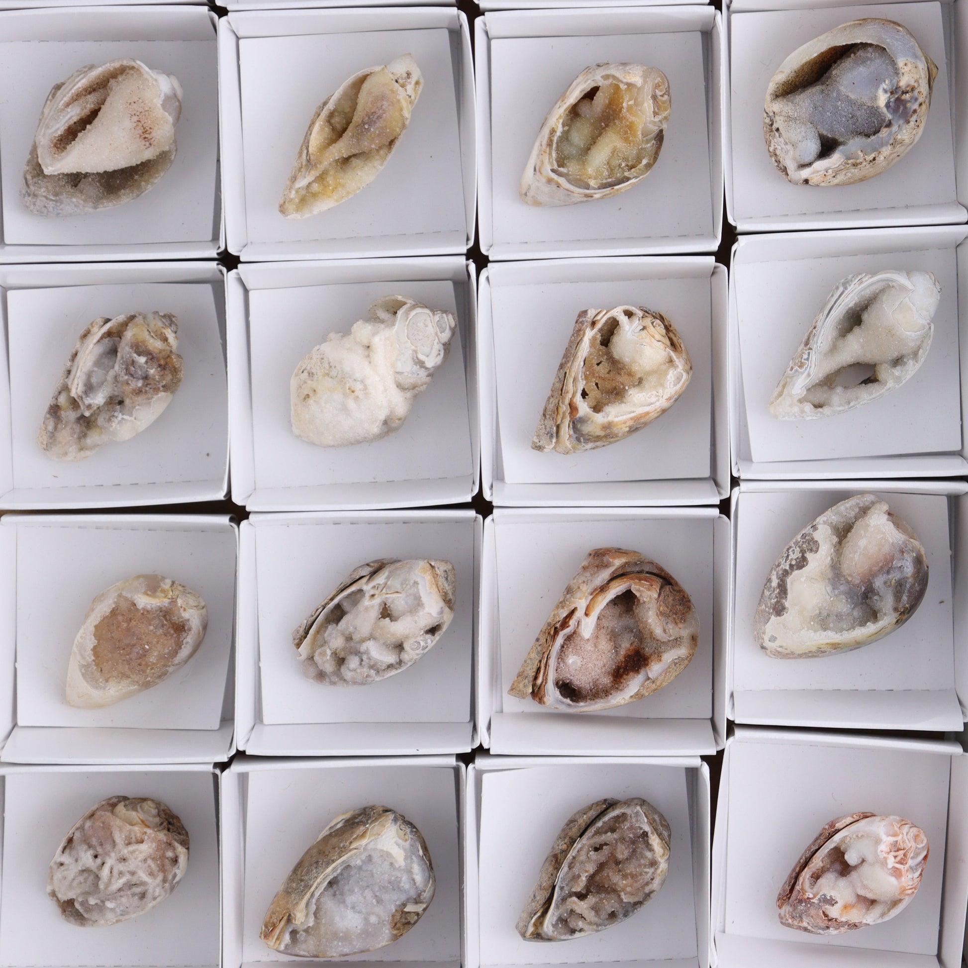 Crystalized Shells Set of 24 - Expert Wholesale and Supplier of Wholesale Crystals & Bulk Gemstones, ["Crystalized Shell","India","shell","shells"]