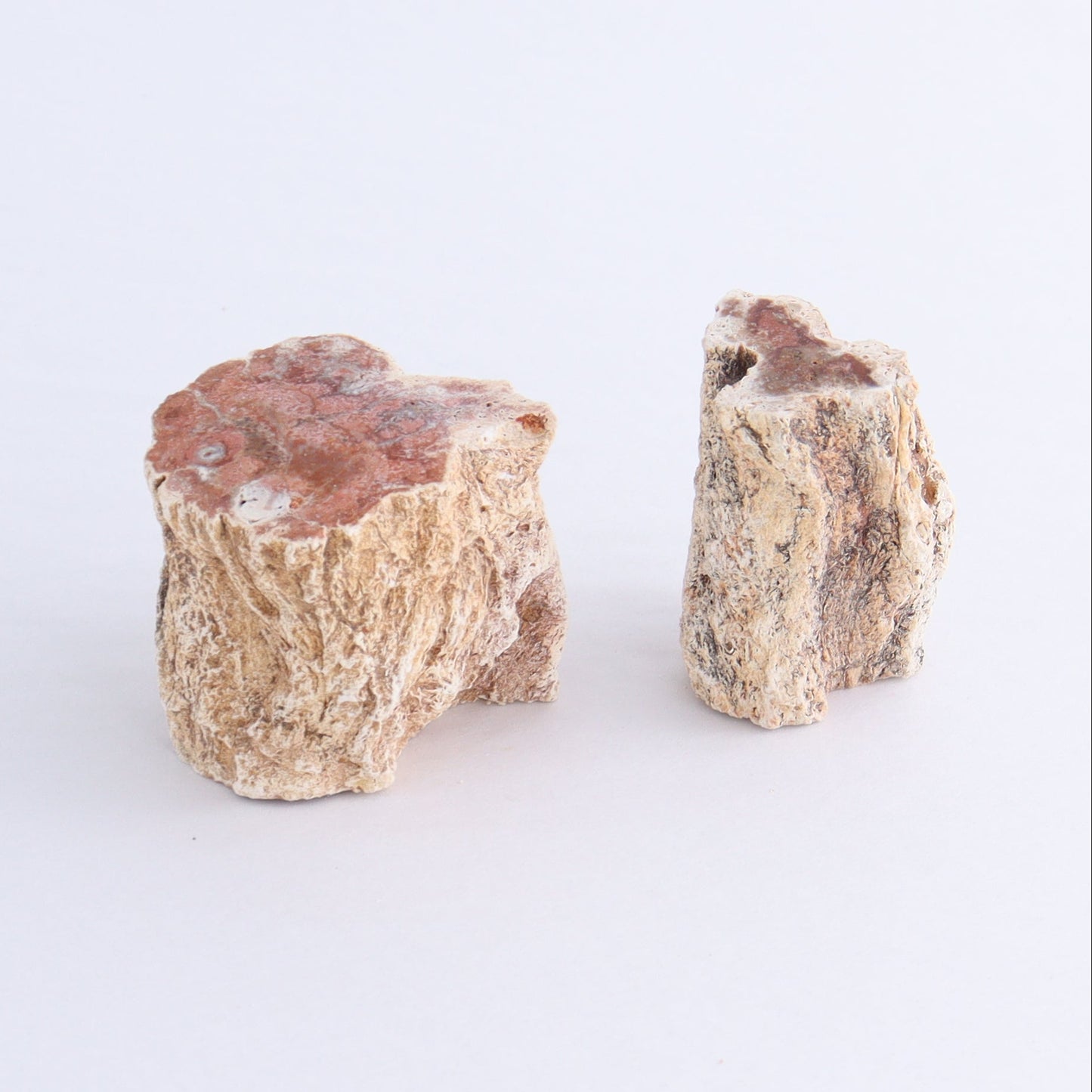 Petrified Wood Cut Bases Set of 10 - Expert Wholesale and Supplier of Wholesale Crystals & Bulk Gemstones, ["Cut Base","Petrified Wood"]