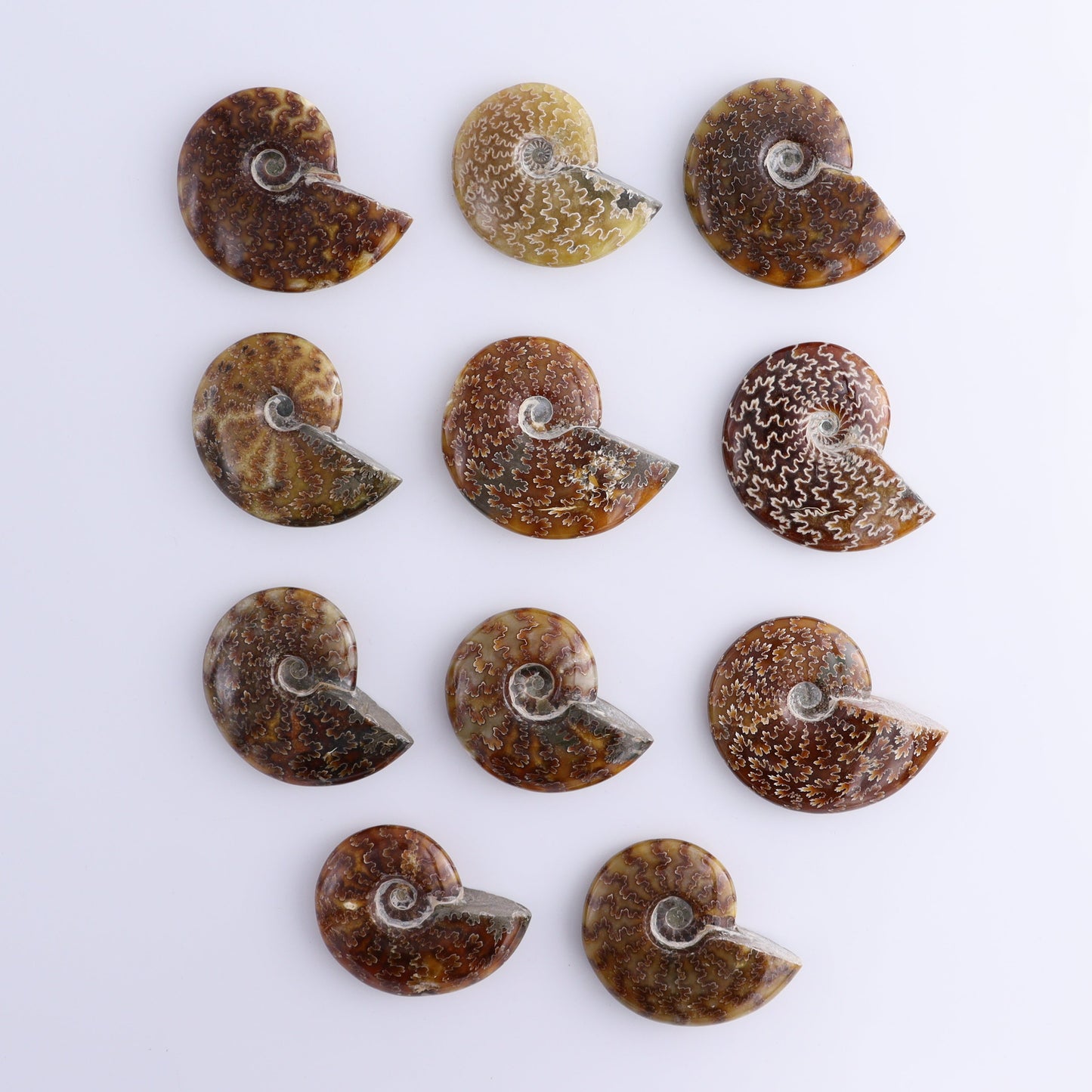 Ammonite Shells Set of 11 - Expert Wholesale and Supplier of Wholesale Crystals & Bulk Gemstones, ["Ammonite","shells"]