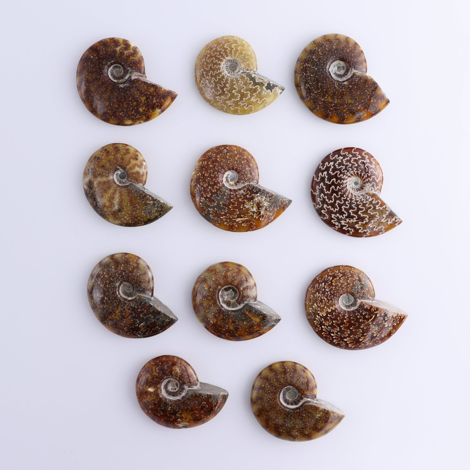Ammonite Shells Set of 11 - Expert Wholesale and Supplier of Wholesale Crystals & Bulk Gemstones, ["Ammonite","shells"]