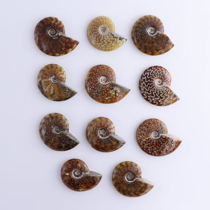 Ammonite Shells Set of 11 - Expert Wholesale and Supplier of Wholesale Crystals & Bulk Gemstones, ["Ammonite","shells"]