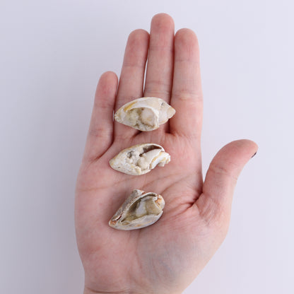 Crystalized Shells Set of 24 - Expert Wholesale and Supplier of Wholesale Crystals & Bulk Gemstones, ["Crystalized Shell","India","shell","shells"]