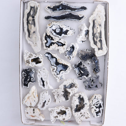 Agatized Coral Flat - Expert Wholesale and Supplier of Wholesale Crystals & Bulk Gemstones, ["Agate","Agatized Coral","Coral","United States"]