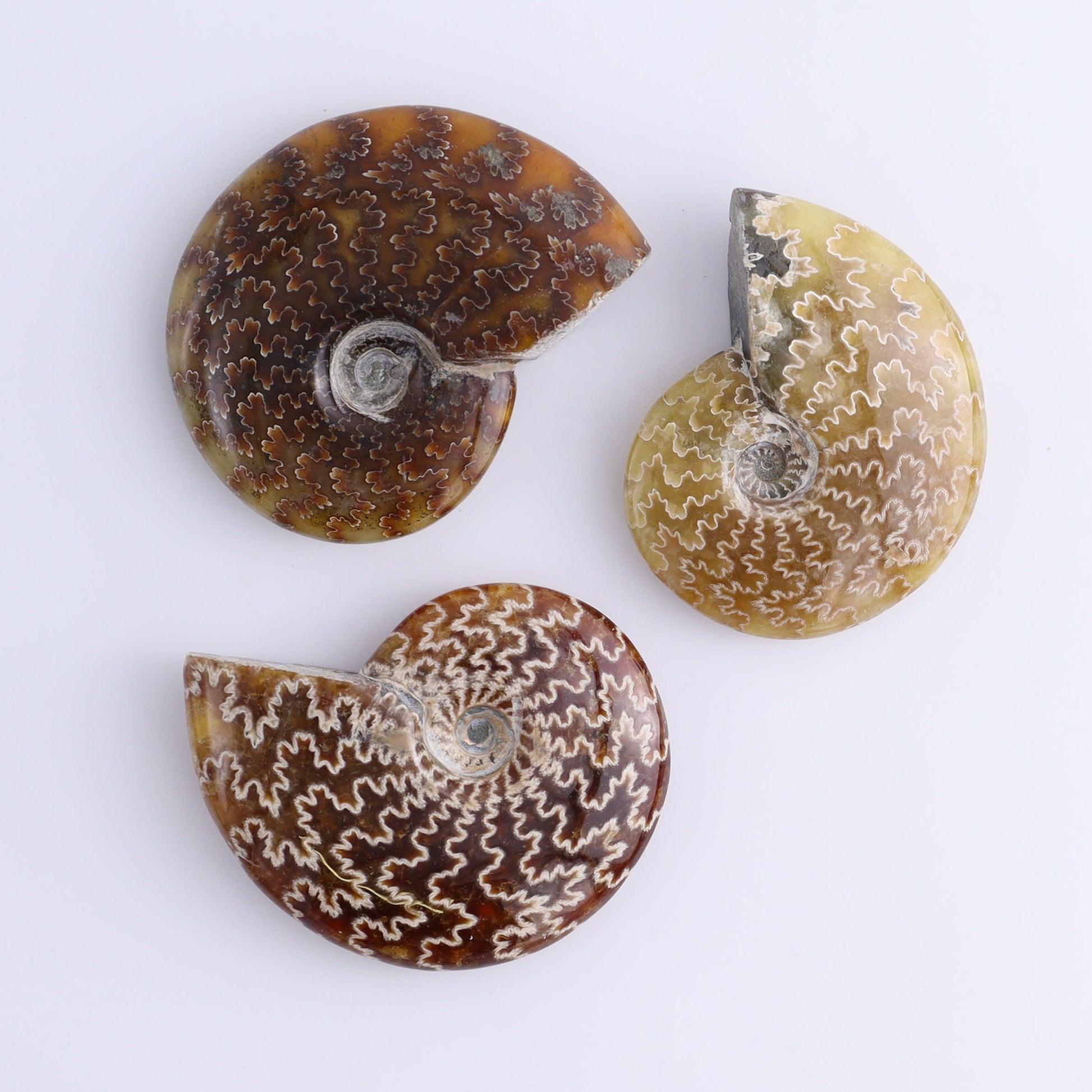 Ammonite Shells Set of 11 - Expert Wholesale and Supplier of Wholesale Crystals & Bulk Gemstones, ["Ammonite","shells"]
