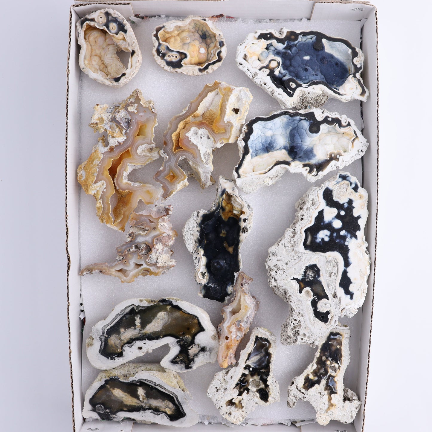 Agatized Coral Flat - Expert Wholesale and Supplier of Wholesale Crystals & Bulk Gemstones, ["Agate","Agatized Coral","Coral","United States"]