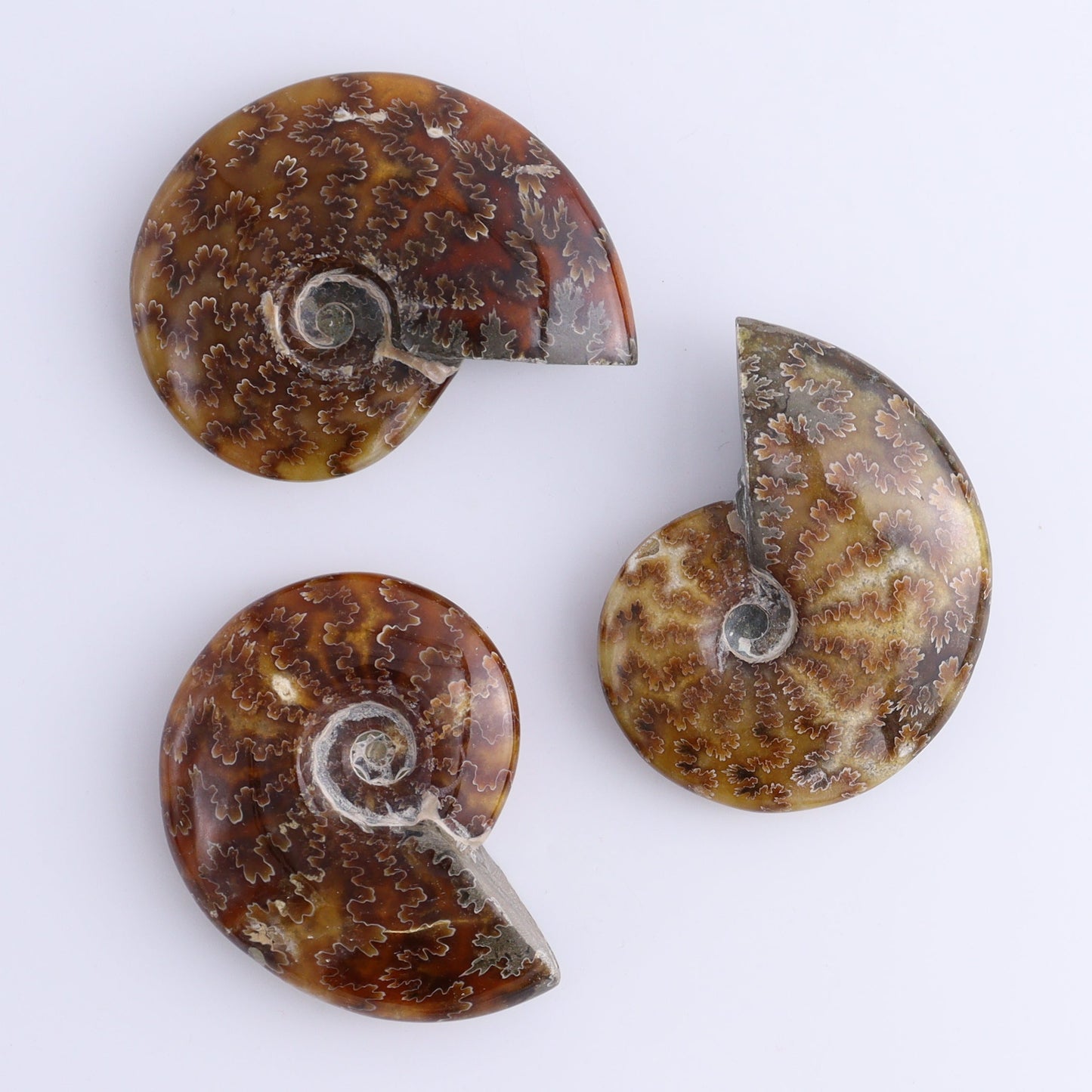 Ammonite Shells Set of 11 - Expert Wholesale and Supplier of Wholesale Crystals & Bulk Gemstones, ["Ammonite","shells"]