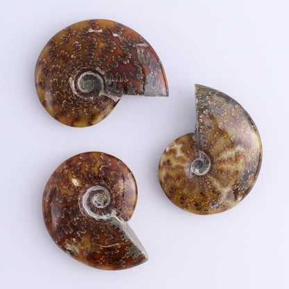 Ammonite Shells Set of 11 - Expert Wholesale and Supplier of Wholesale Crystals & Bulk Gemstones, ["Ammonite","shells"]