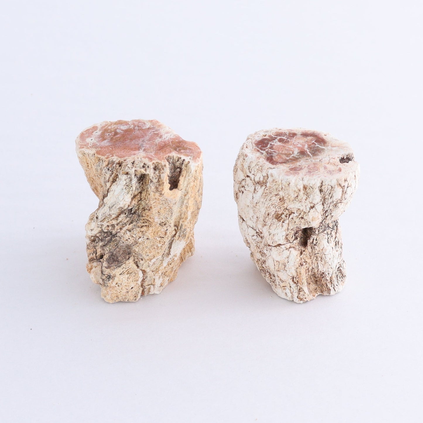 Petrified Wood Cut Bases Set of 10 - Expert Wholesale and Supplier of Wholesale Crystals & Bulk Gemstones, ["Cut Base","Petrified Wood"]