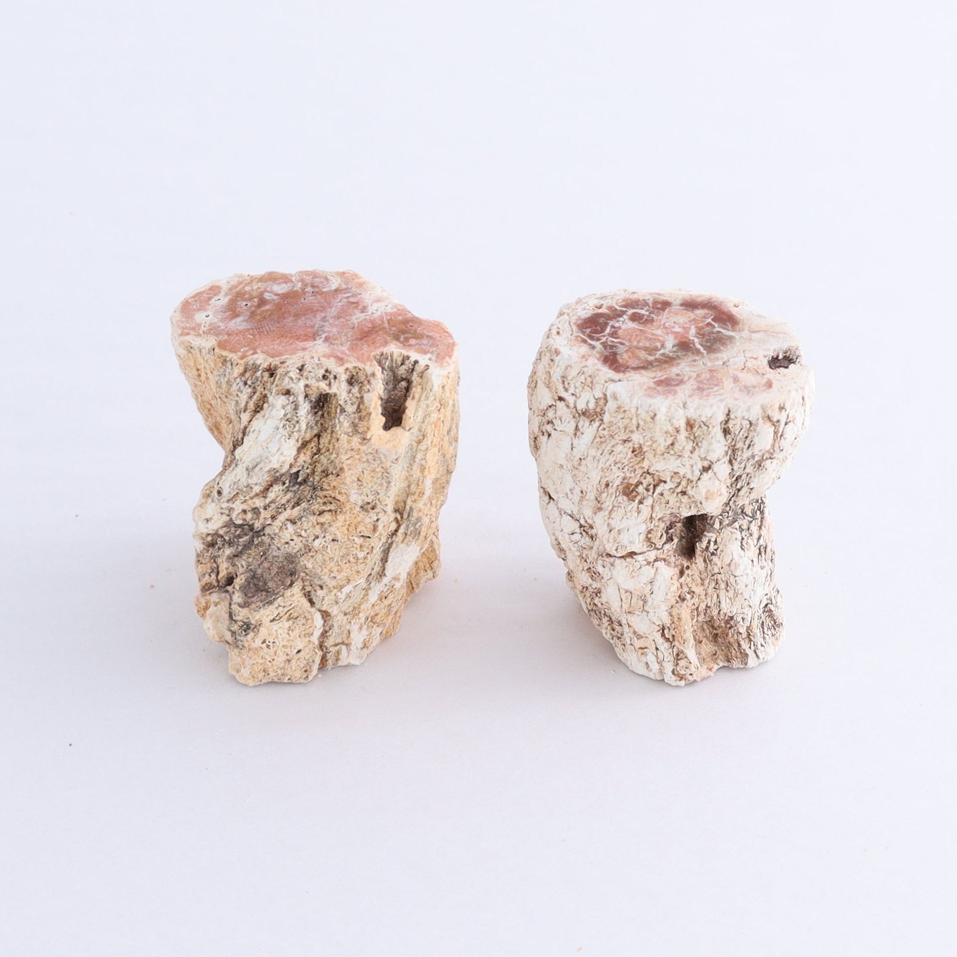 Petrified Wood Cut Bases Set of 10 - Expert Wholesale and Supplier of Wholesale Crystals & Bulk Gemstones, ["Cut Base","Petrified Wood"]