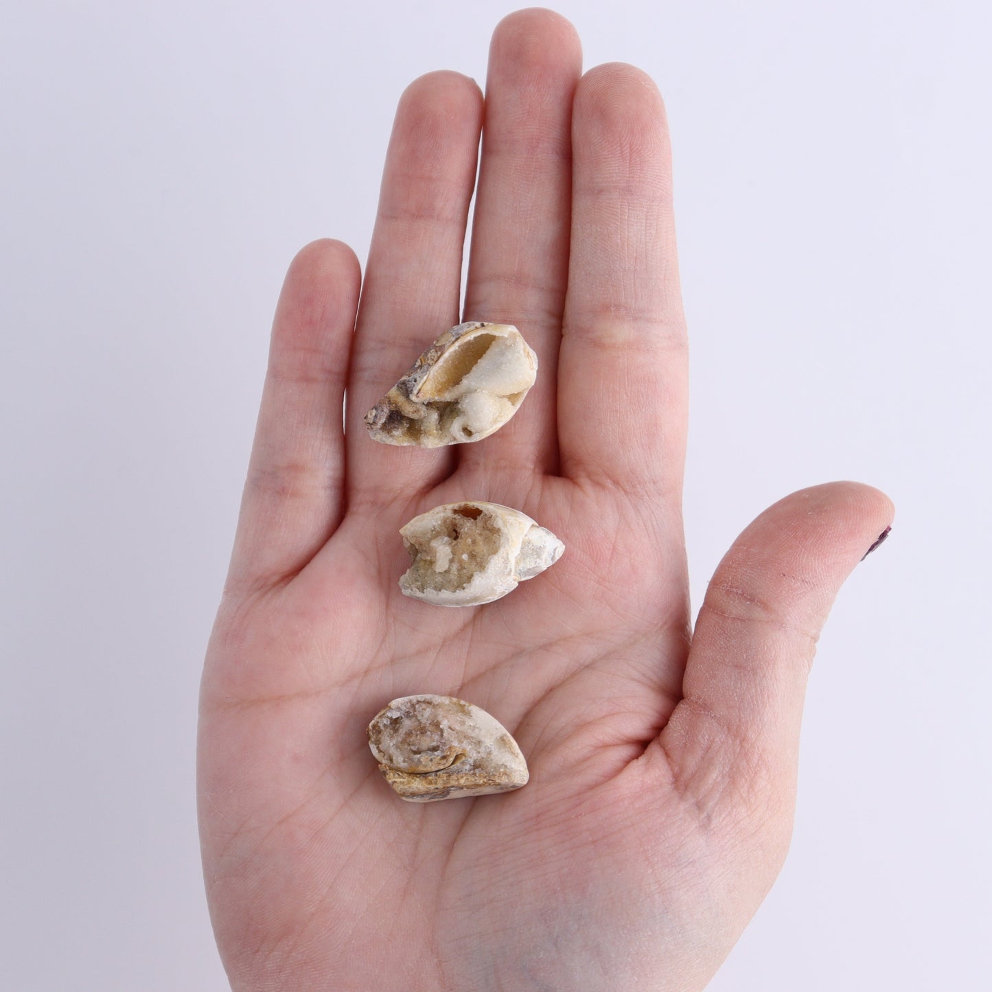 Crystalized Shells Set of 24 - Expert Wholesale and Supplier of Wholesale Crystals & Bulk Gemstones, ["Crystalized Shell","India","shell","shells"]