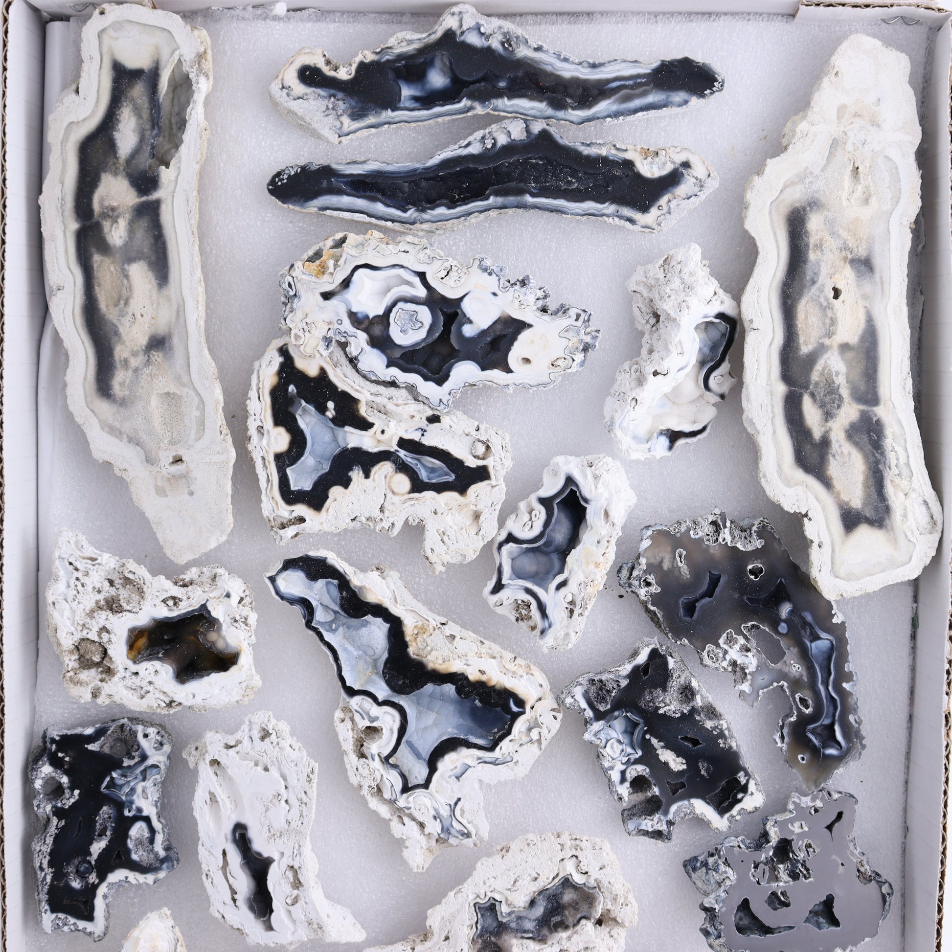 Agatized Coral Flat - Expert Wholesale and Supplier of Wholesale Crystals & Bulk Gemstones, ["Agate","Agatized Coral","Coral","United States"]