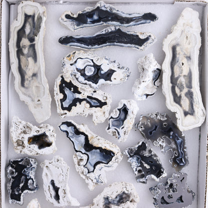 Agatized Coral Flat - Expert Wholesale and Supplier of Wholesale Crystals & Bulk Gemstones, ["Agate","Agatized Coral","Coral","United States"]