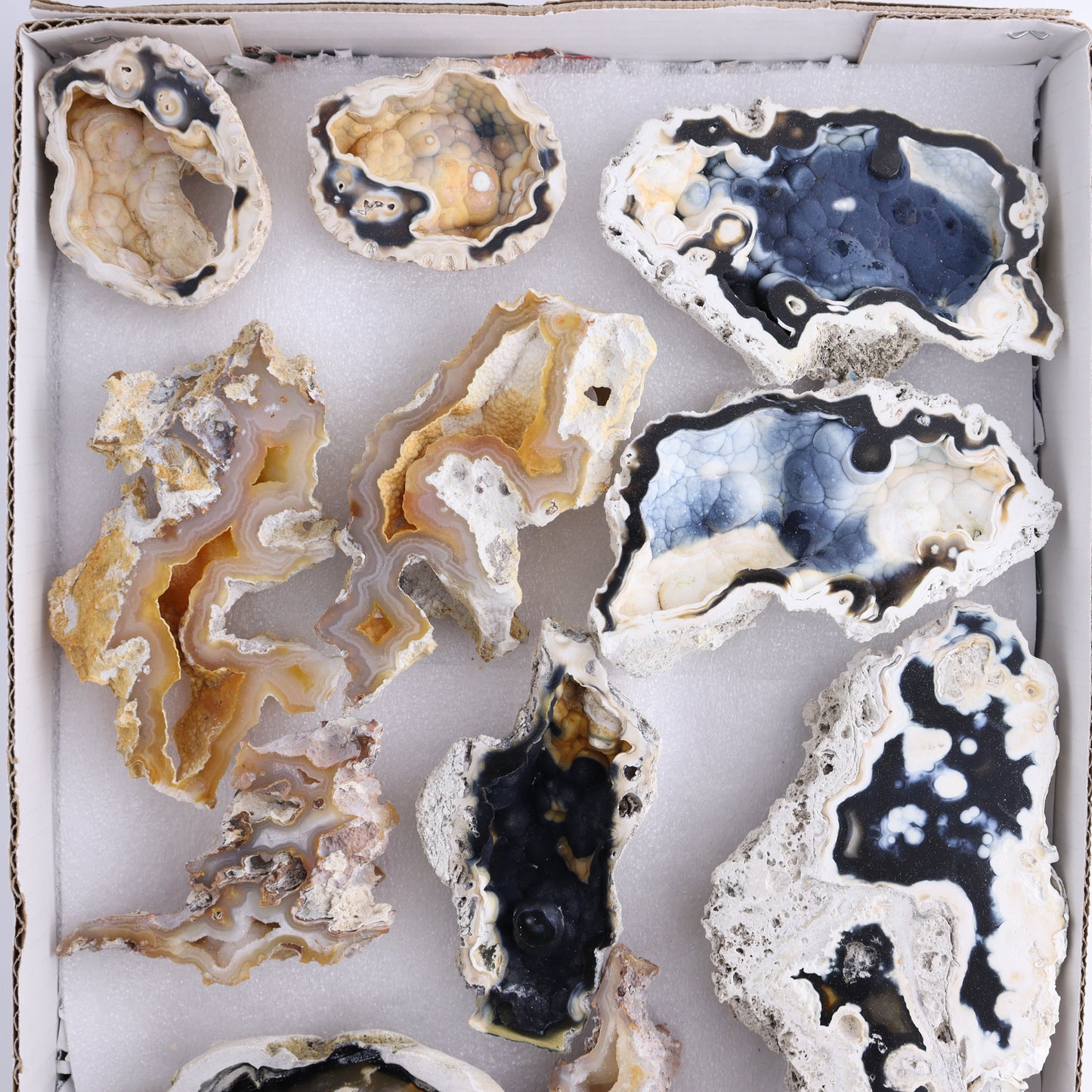 Agatized Coral Flat - Expert Wholesale and Supplier of Wholesale Crystals & Bulk Gemstones, ["Agate","Agatized Coral","Coral","United States"]