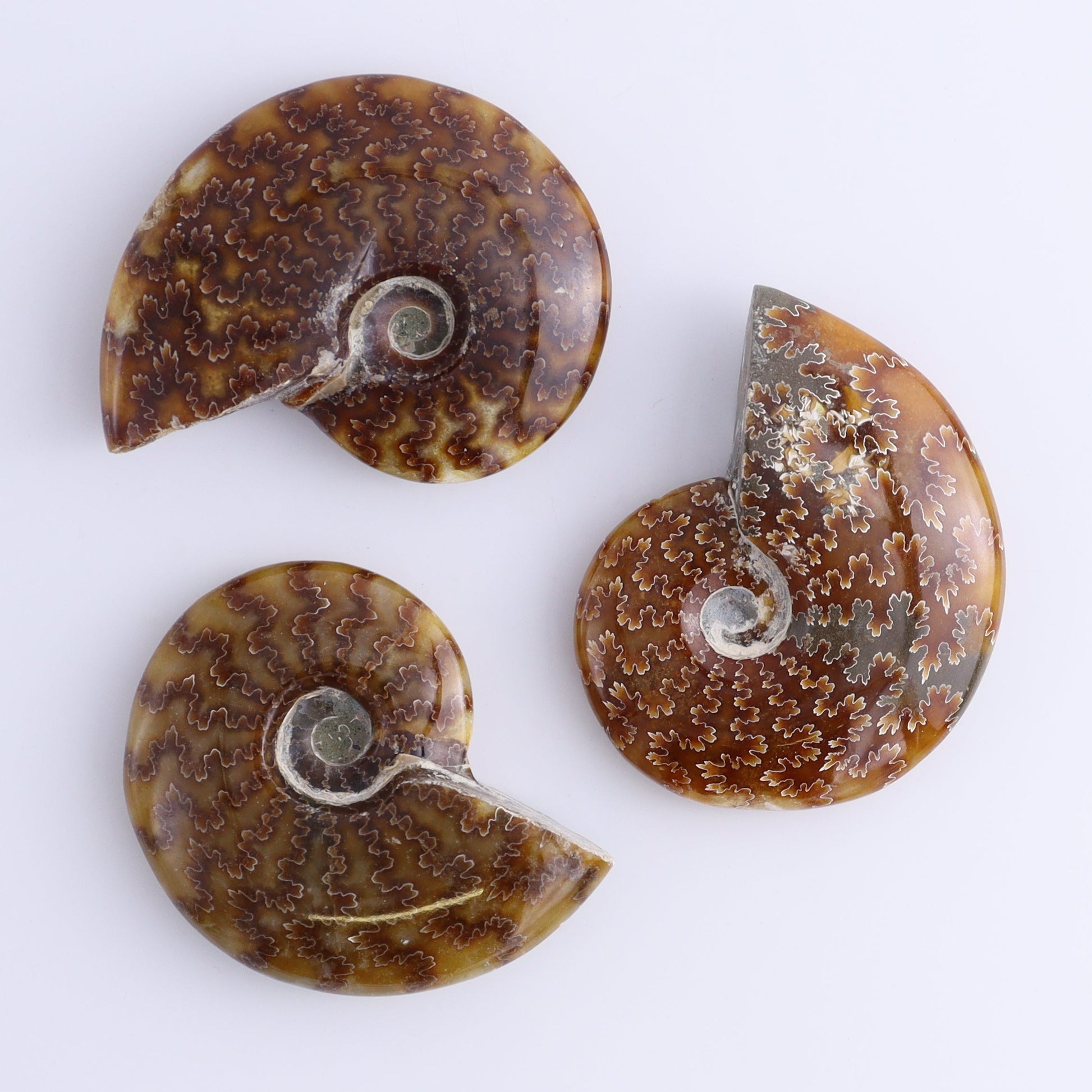 Ammonite Shells Set of 11 - Expert Wholesale and Supplier of Wholesale Crystals & Bulk Gemstones, ["Ammonite","shells"]