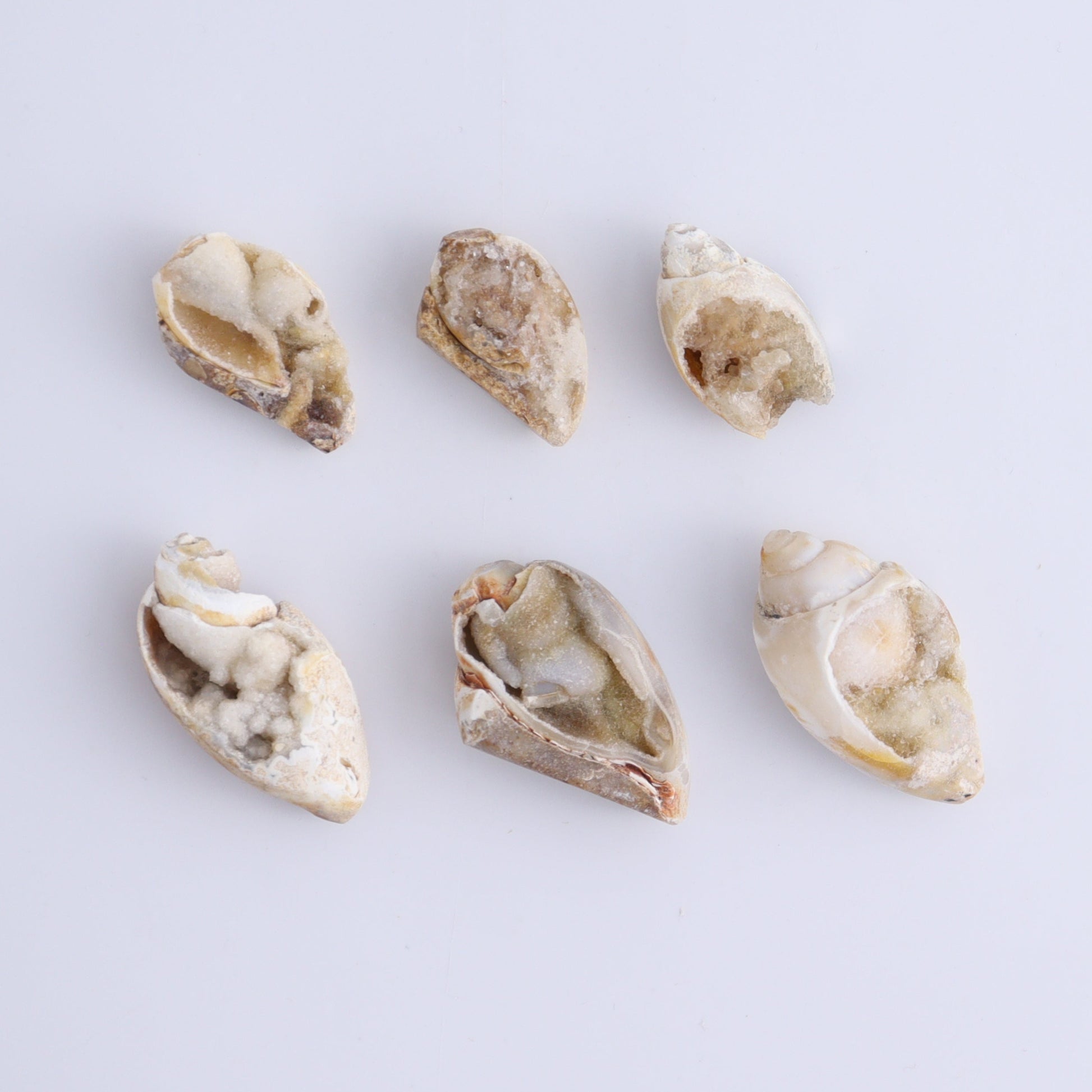 Crystalized Shells Set of 24 - Expert Wholesale and Supplier of Wholesale Crystals & Bulk Gemstones, ["Crystalized Shell","India","shell","shells"]