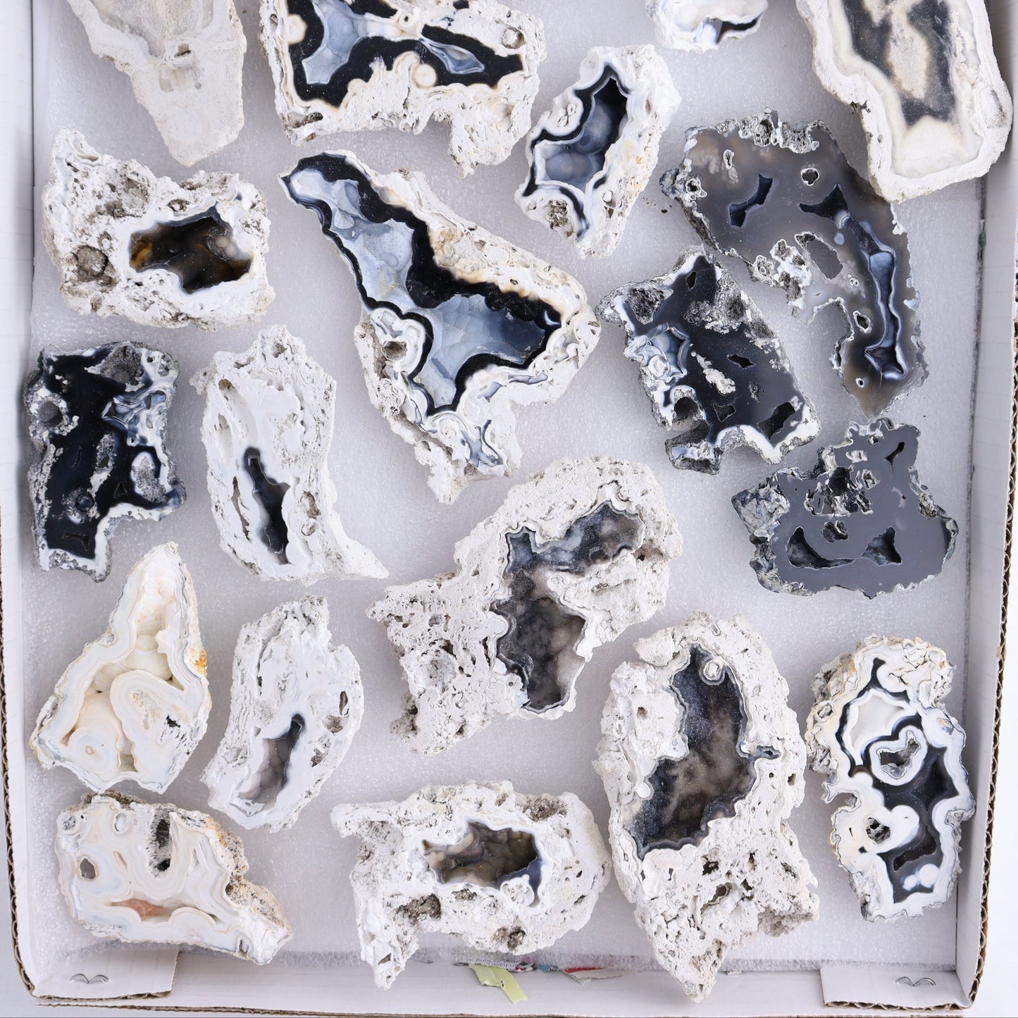 Agatized Coral Flat - Expert Wholesale and Supplier of Wholesale Crystals & Bulk Gemstones, ["Agate","Agatized Coral","Coral","United States"]
