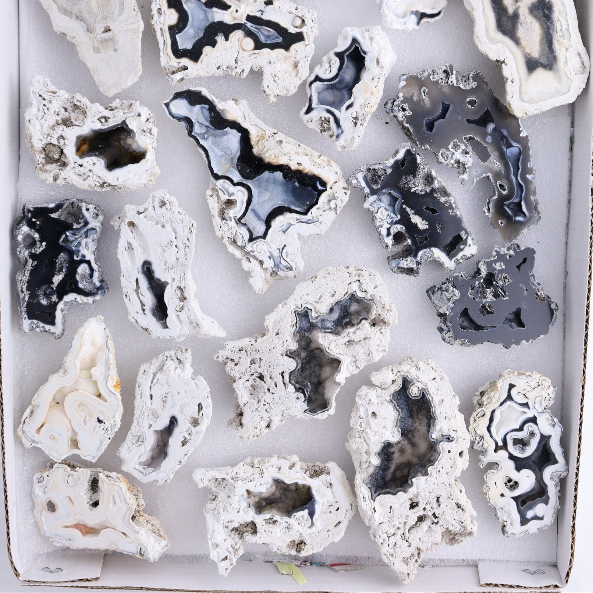 Agatized Coral Flat - Expert Wholesale and Supplier of Wholesale Crystals & Bulk Gemstones, ["Agate","Agatized Coral","Coral","United States"]