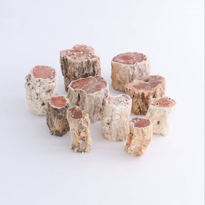 Petrified Wood Cut Bases Set of 10 - Expert Wholesale and Supplier of Wholesale Crystals & Bulk Gemstones, ["Cut Base","Petrified Wood"]