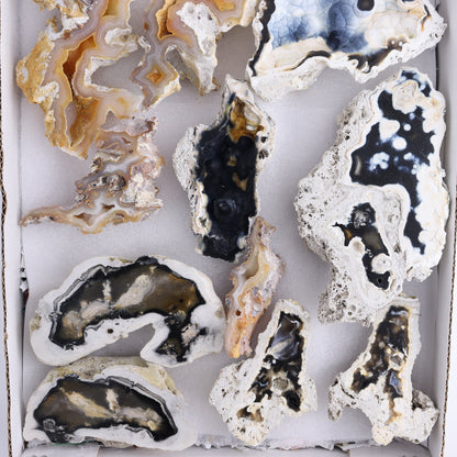 Agatized Coral Flat - Expert Wholesale and Supplier of Wholesale Crystals & Bulk Gemstones, ["Agate","Agatized Coral","Coral","United States"]