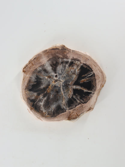 Petrified Wood Slices and Slabs Set of 3