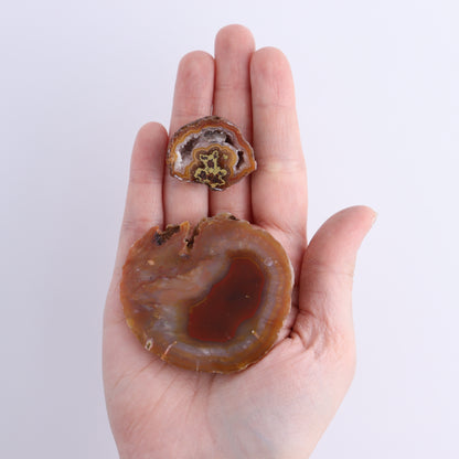 Coyamito Agate Geodes from Mexico Set of 8