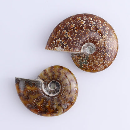Ammonite Shells Set of 11 - Expert Wholesale and Supplier of Wholesale Crystals & Bulk Gemstones, ["Ammonite","shells"]