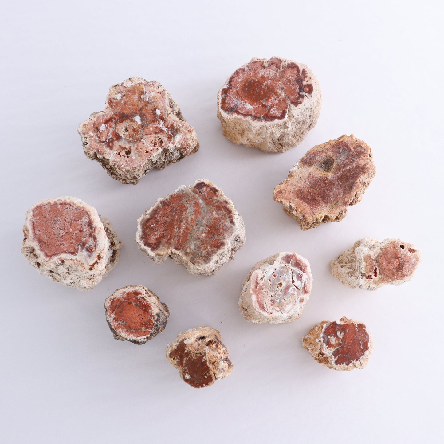 Petrified Wood Cut Bases Set of 10 - Expert Wholesale and Supplier of Wholesale Crystals & Bulk Gemstones, ["Cut Base","Petrified Wood"]