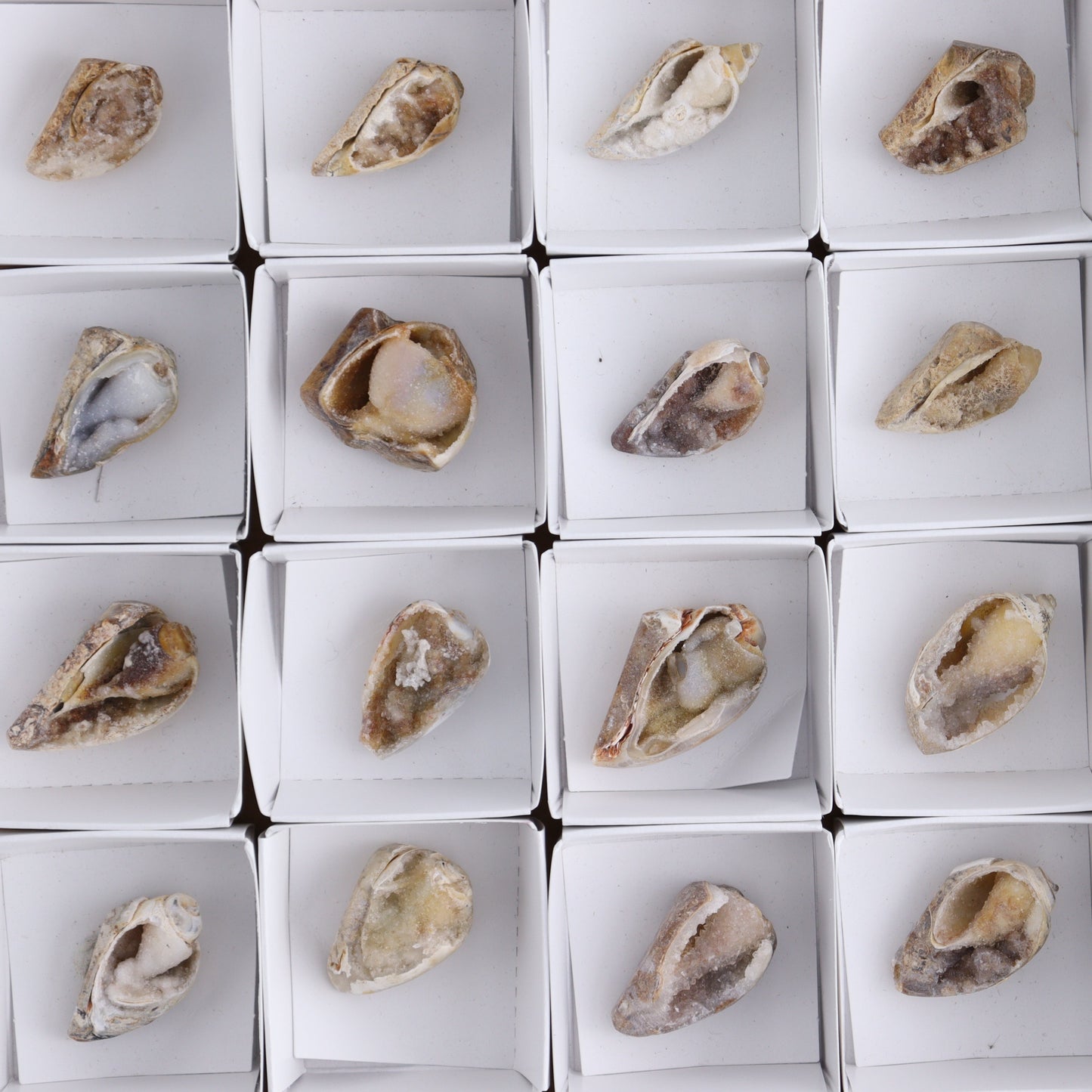 Crystalized Shells Set of 24 - Expert Wholesale and Supplier of Wholesale Crystals & Bulk Gemstones, ["Crystalized Shell","India","shell","shells"]