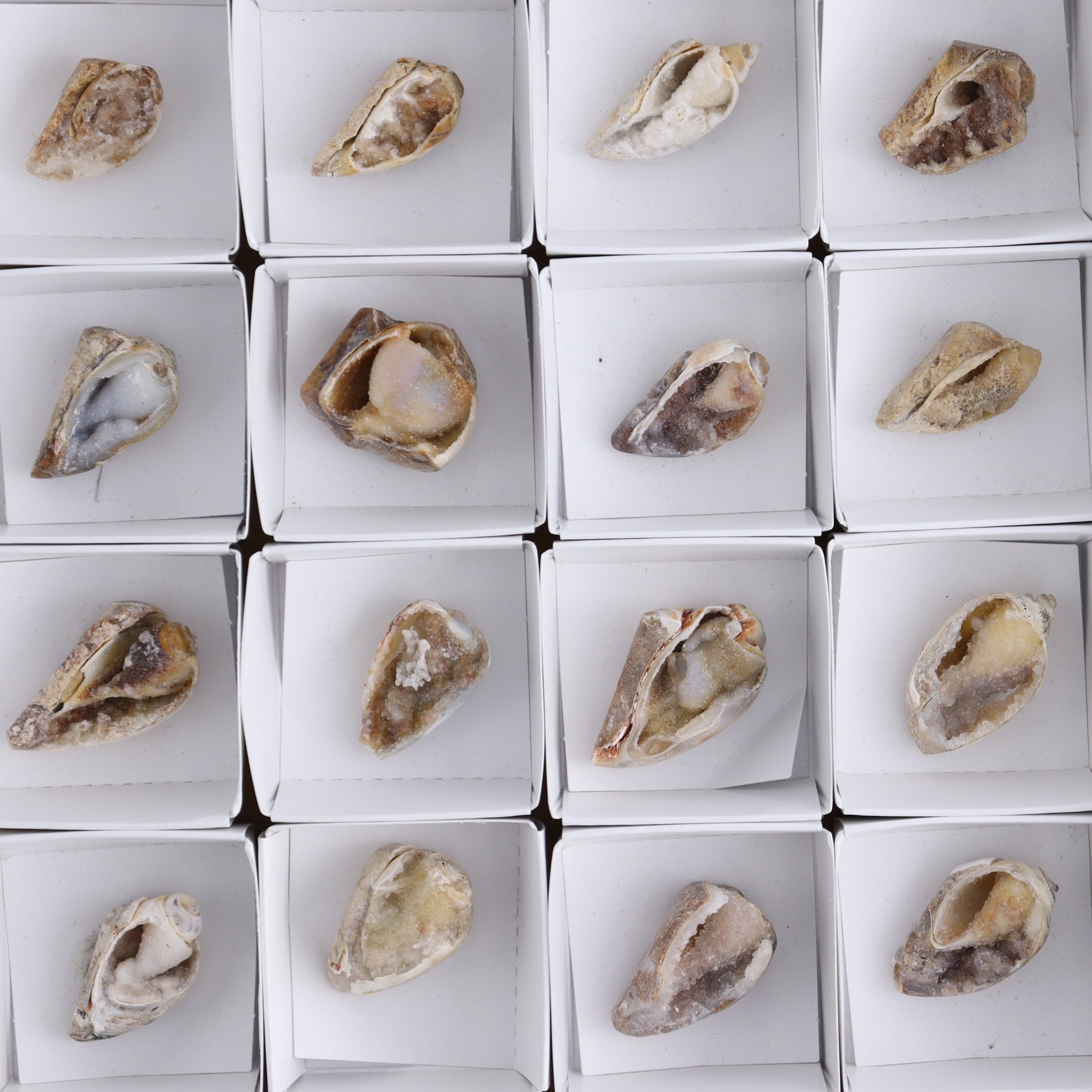 Crystalized Shells Set of 24 - Expert Wholesale and Supplier of Wholesale Crystals & Bulk Gemstones, ["Crystalized Shell","India","shell","shells"]