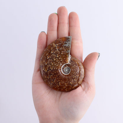 Ammonite Shells Set of 9 - Expert Wholesale and Supplier of Wholesale Crystals & Bulk Gemstones, ["Ammonite","shells"]
