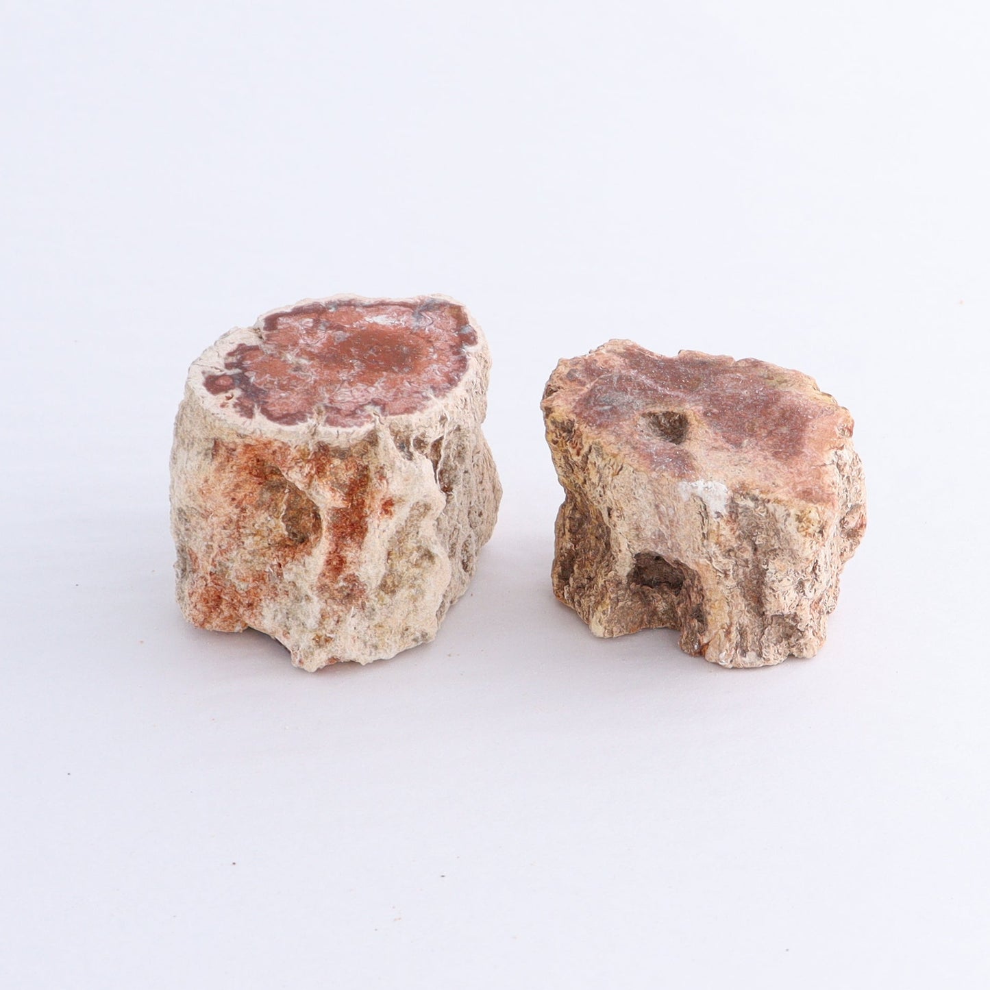 Petrified Wood Cut Bases Set of 10 - Expert Wholesale and Supplier of Wholesale Crystals & Bulk Gemstones, ["Cut Base","Petrified Wood"]