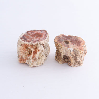 Petrified Wood Cut Bases Set of 10 - Expert Wholesale and Supplier of Wholesale Crystals & Bulk Gemstones, ["Cut Base","Petrified Wood"]