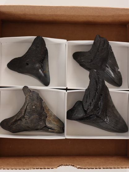 Megalodon Teeth Set of 4