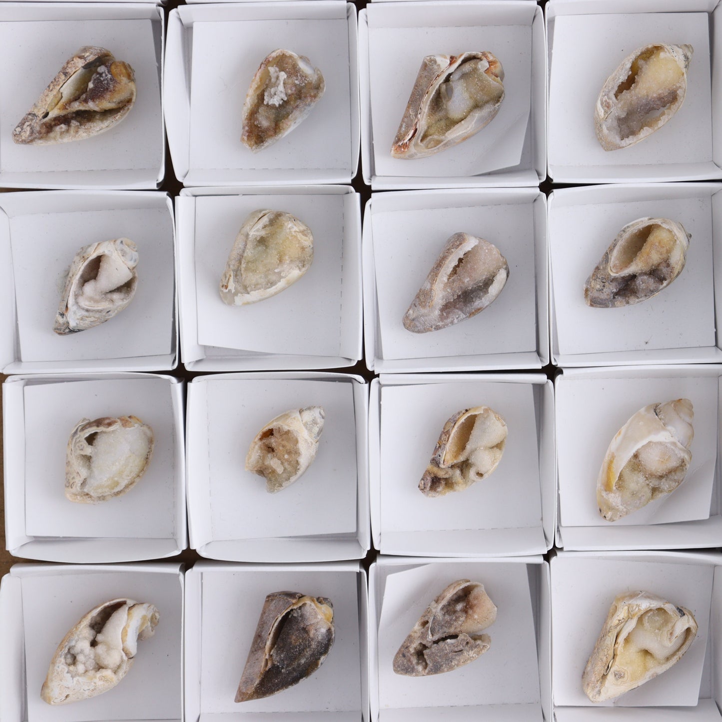 Crystalized Shells Set of 24 - Expert Wholesale and Supplier of Wholesale Crystals & Bulk Gemstones, ["Crystalized Shell","India","shell","shells"]