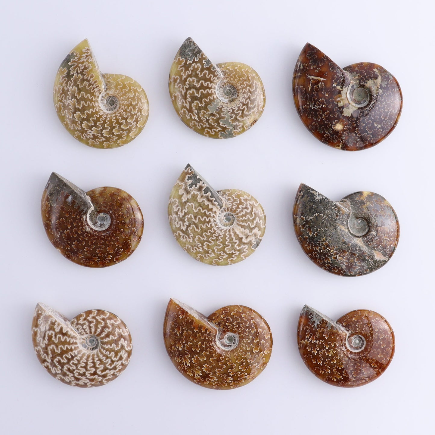 Ammonite Shells Set of 9 - Expert Wholesale and Supplier of Wholesale Crystals & Bulk Gemstones, ["Ammonite","shells"]
