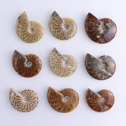 Ammonite Shells Set of 9 - Expert Wholesale and Supplier of Wholesale Crystals & Bulk Gemstones, ["Ammonite","shells"]