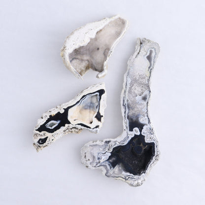 Agatized Coral Flat - Expert Wholesale and Supplier of Wholesale Crystals & Bulk Gemstones, ["Agate","Agatized Coral","Coral","United States"]
