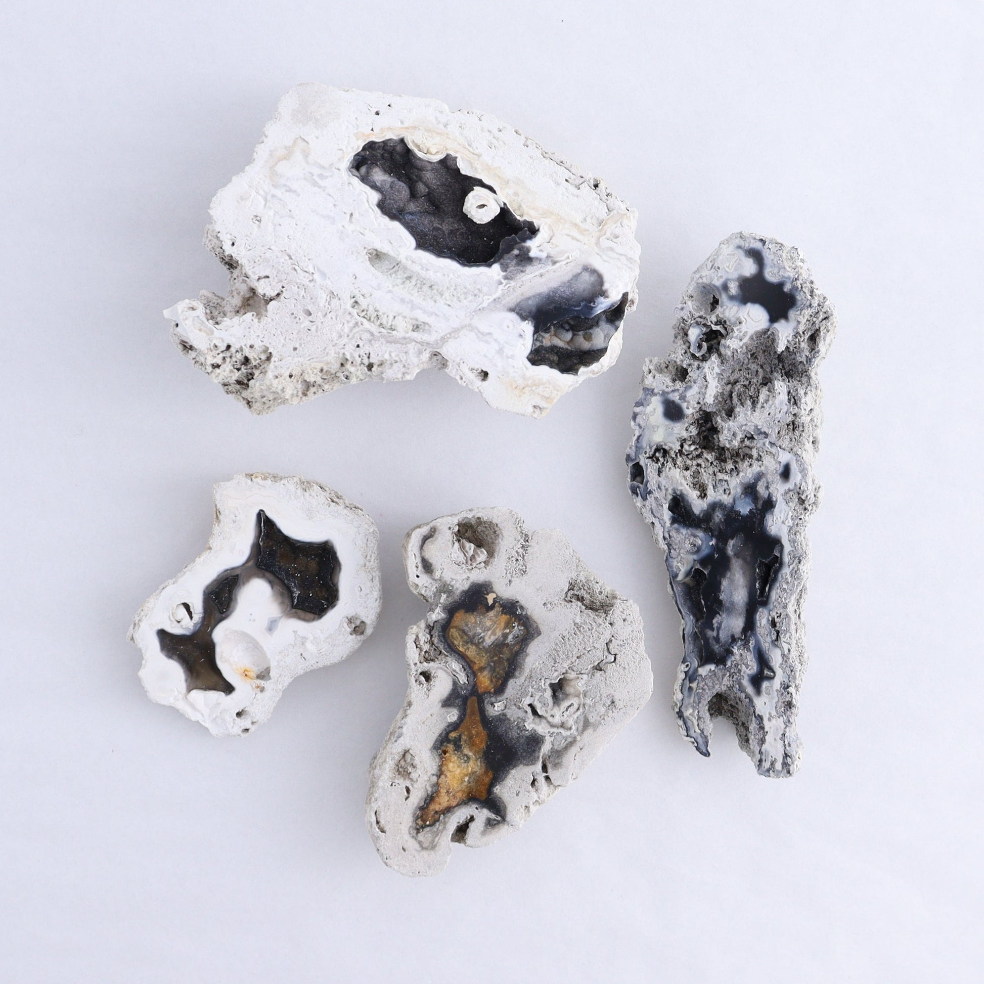 Agatized Coral Flat - Expert Wholesale and Supplier of Wholesale Crystals & Bulk Gemstones, ["Agate","Agatized Coral","Coral","United States"]