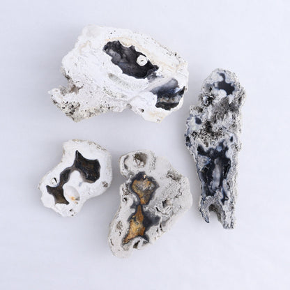 Agatized Coral Flat - Expert Wholesale and Supplier of Wholesale Crystals & Bulk Gemstones, ["Agate","Agatized Coral","Coral","United States"]