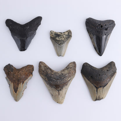 Megalodon Teeth Set of 6 - Expert Wholesale and Supplier of Wholesale Crystals & Bulk Gemstones, ["Megalodon Teeth","United States"]