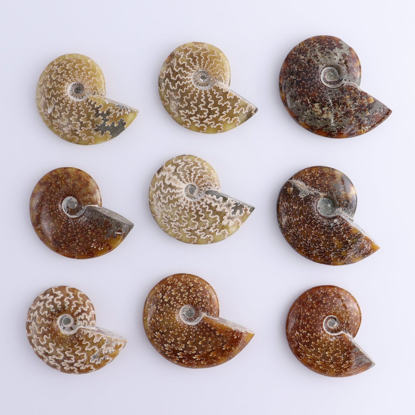 Ammonite Shells Set of 9 - Expert Wholesale and Supplier of Wholesale Crystals & Bulk Gemstones, ["Ammonite","shells"]