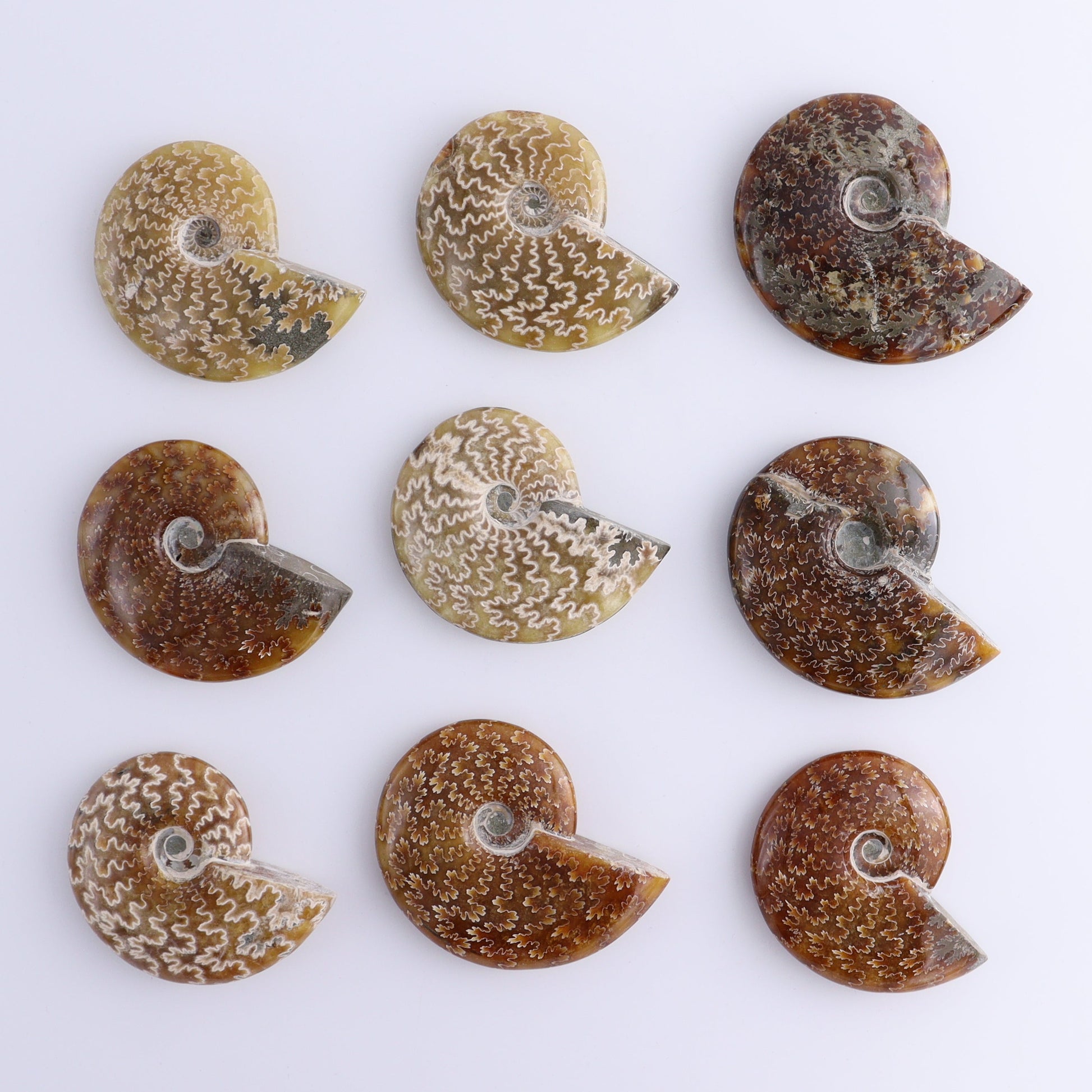 Ammonite Shells Set of 9 - Expert Wholesale and Supplier of Wholesale Crystals & Bulk Gemstones, ["Ammonite","shells"]